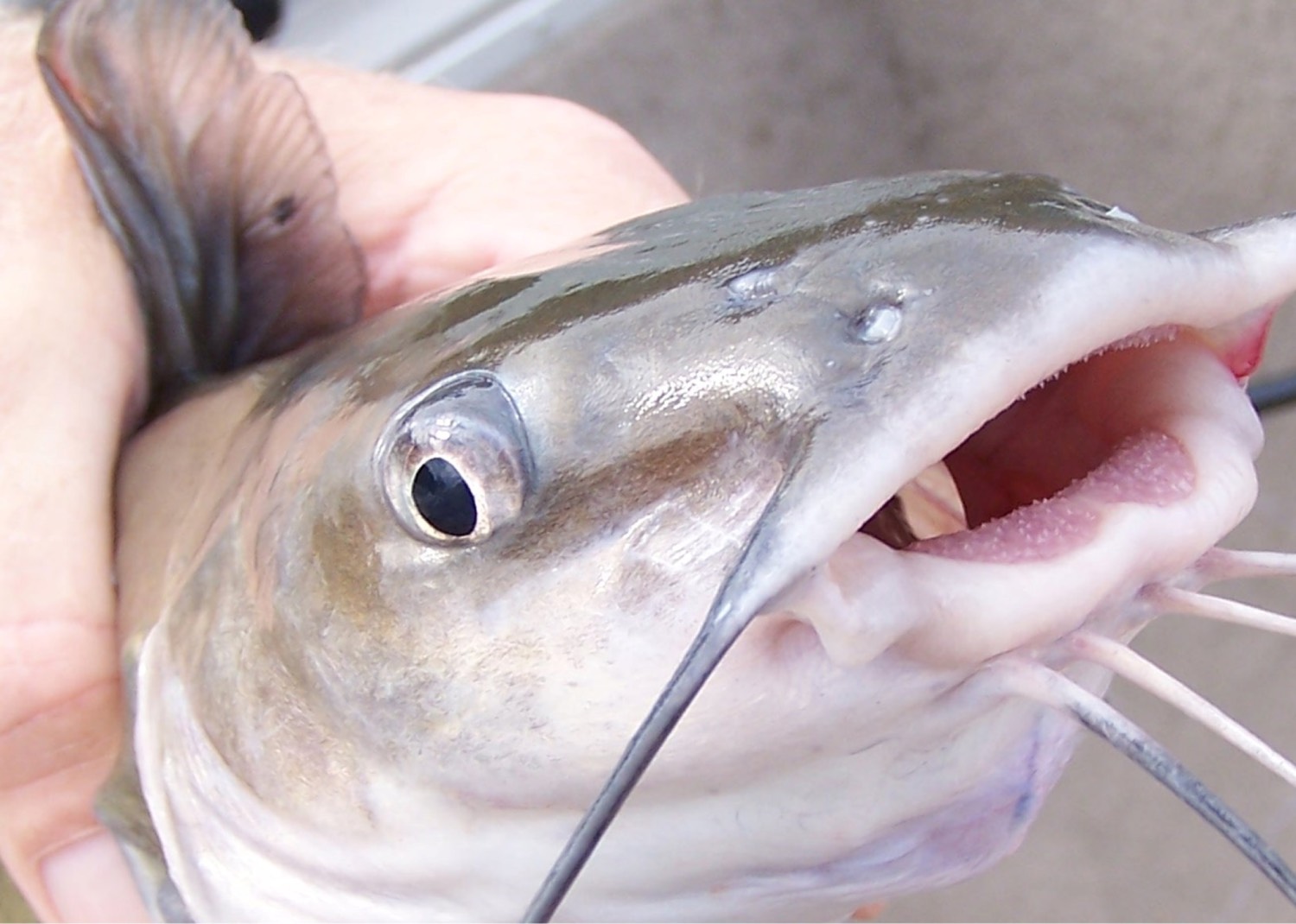 catfish closeup
